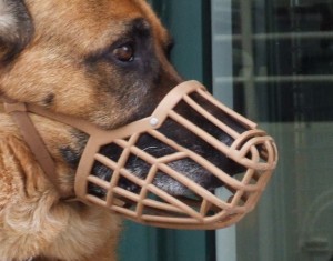 German_Shepherd_with_Muzzle_cropped